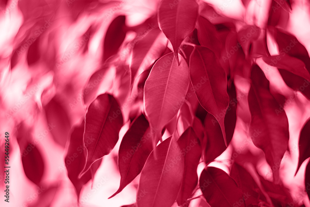 Closeup photogrpahy of gloss ficus leafs,colored in trendy red color of 2023. Closeup photogrpahy of gloss ficus leafs,colored in trendy red color of 2023.
