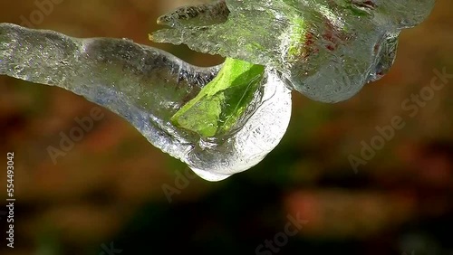Eine Apfelblüte mit einem grünen Blatt ist von gefrorenem Wasser (Eis), welches zu tauen beginnt, eingeschlossen. Das dient zum Schutz der jungen Apfelblüten (Makroaufnahme) photo
