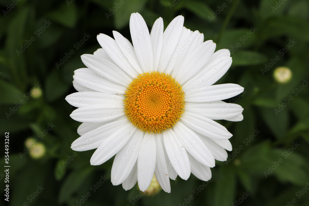 Fototapeta premium White Daisy in Flower Garden
