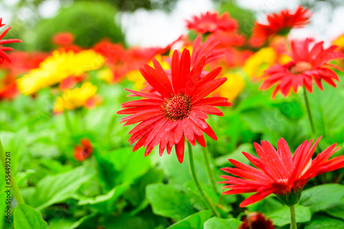 Red Gerbera in the garden