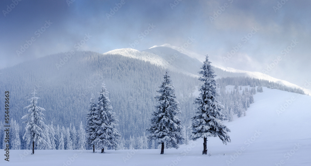 Beautiful winter panoramic landscape snow-covered conifer trees at sunrise. Winter in mountains. Merry Christmas background.