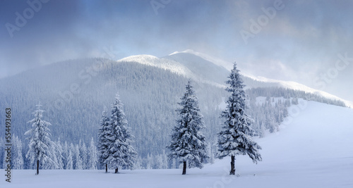 Beautiful winter panoramic landscape snow-covered conifer trees at sunrise. Winter in mountains. Merry Christmas background. © vovik_mar