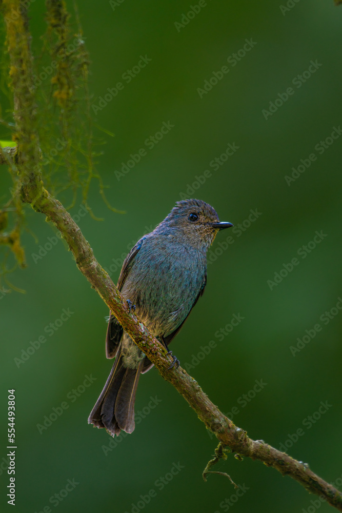 nilgiri flycatcher on the branch