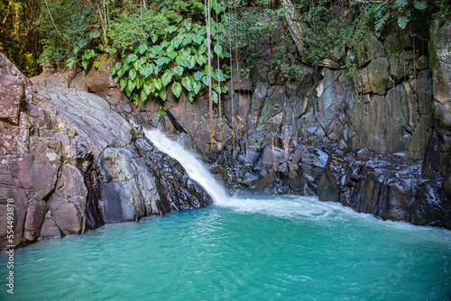 Caribbean island wildlife and flora