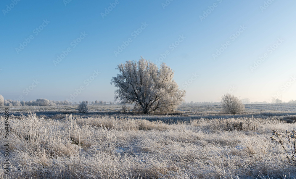 landscape with trees during winter time landscape with trees during winter time