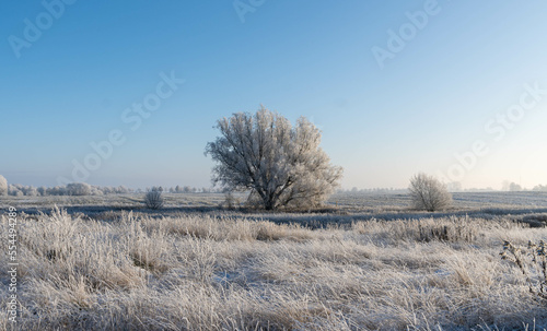 landscape with trees during winter time