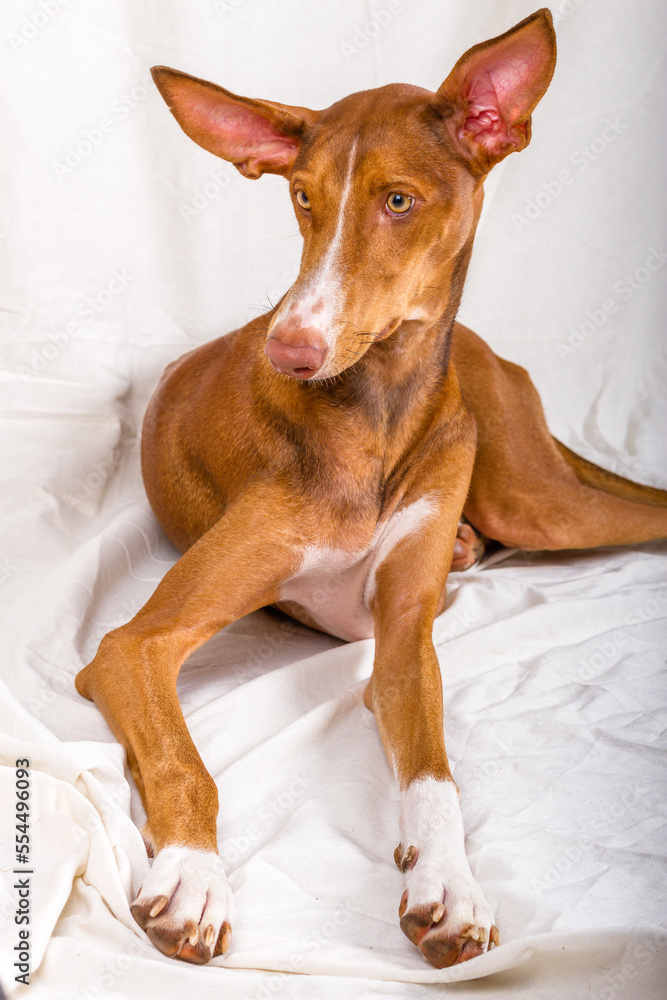 Vertical studio portrait, close-up, of a female canary hound puppy. 
Reddish brown color, with white line on the face and yellow eyes. The dog is lying down, looking to the left, with her ears raised.