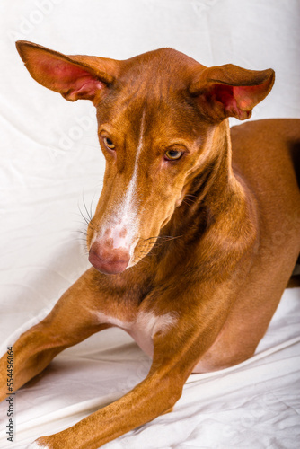 Vertical studio portrait, close-up, of a female canary hound puppy. Reddish brown color, with white line on the face and yellow eyes. The dog is lying down, looking to the right and down