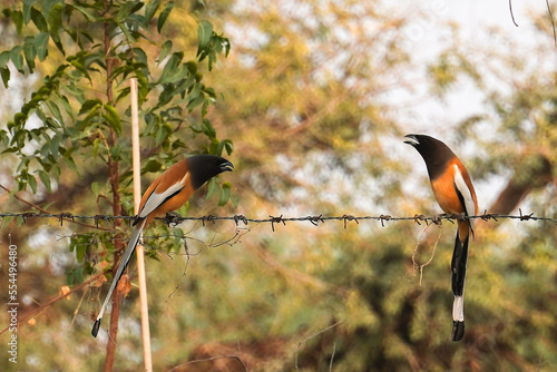 rufous treepie birds photo