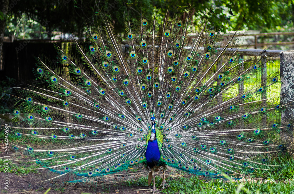 Obraz premium Peacock displaying its plumage