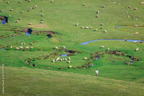 Thursday plateau and grazing sheep. ordu. aybasti photo