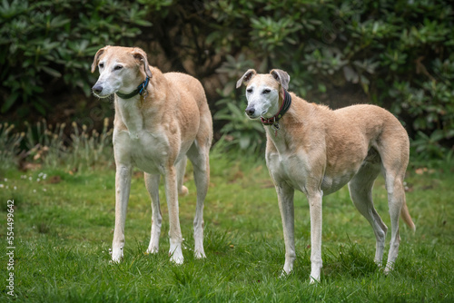 Two Rescue Lurchers looking towards the left photo