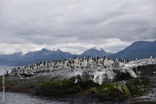 Colonie d'oiseaux marins du canal de Beagle. Patagonie argentine photo