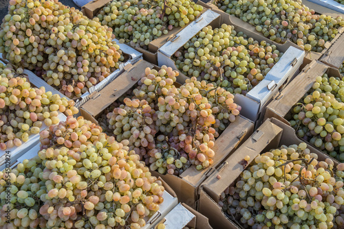 Fresh grapes are sold in the market photo