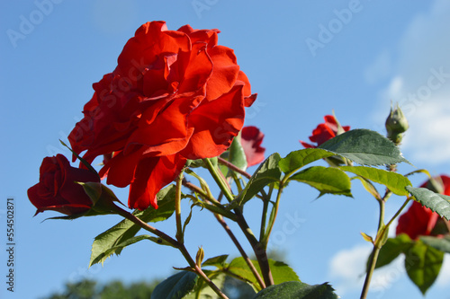 Red rose with buds and green leaves on the branches of a shrub against the blue sky. Beautiful summer flowers in the city park.