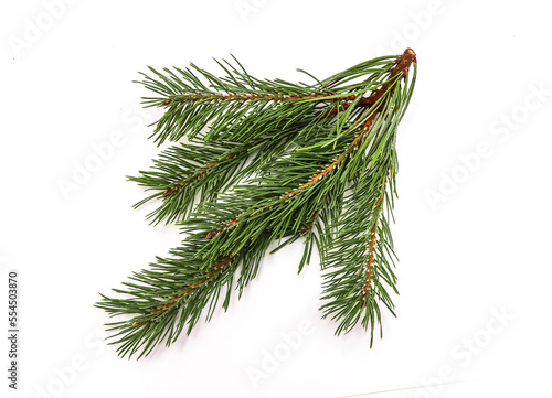 Branch of a young coniferous tree pine close-up on a white background