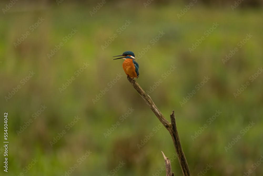 Obraz premium Kingfisher, Eisvogel