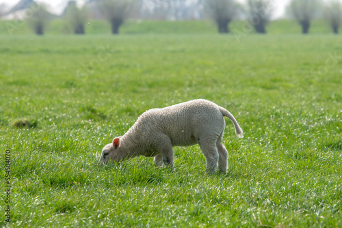 Little Lamb Around Abcoude The Netherlands 2019