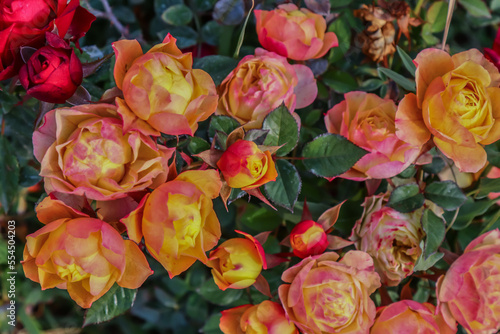 Dwarf rose bushes in nature in autumn
