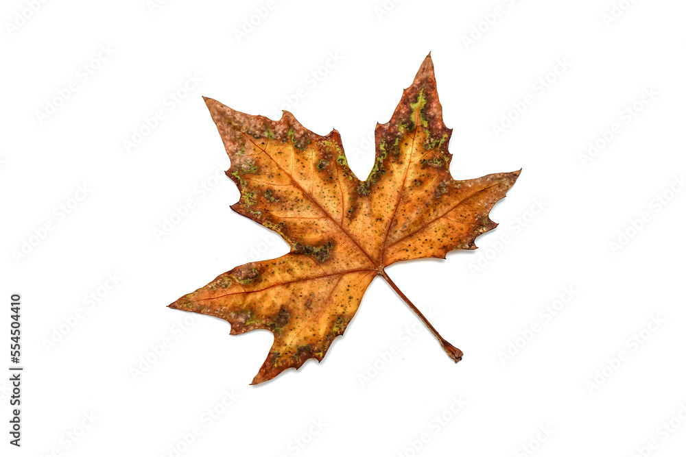 Autumn leaves of an ash tree after the first frost on a white background Autumn leaves of an ash tree after the first frost on a white background