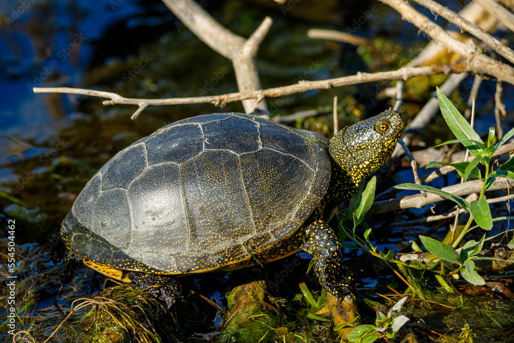 A european pond turtle in the swamps of the danube delta A european pond turtle in the swamps of the danube delta
