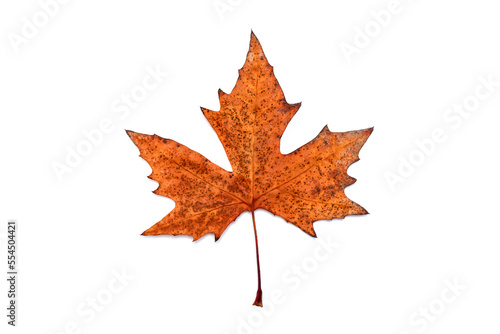 Autumn leaves of an ash tree after the first frost on a white background