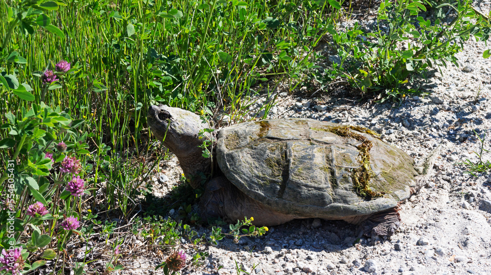 Snapping turtle on the side of a trail looking for a place to lay eggs in Maine. Snapping turtle on the side of a trail looking for a place to lay eggs in Maine.