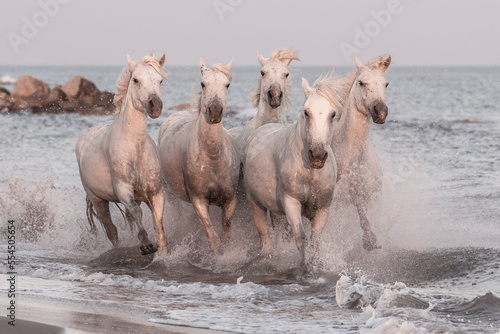Fototapeta Naklejka Na Ścianę i Meble -  Horses of Camargue, France