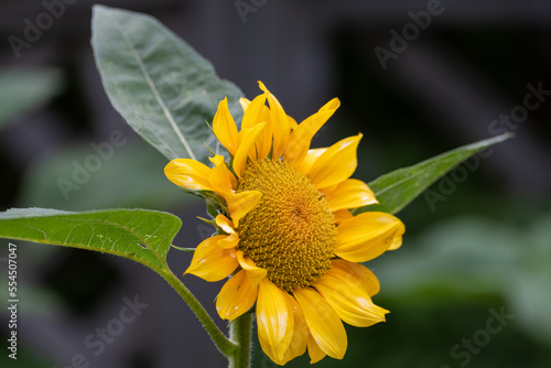 A large sunflower stretches towards the sun in a blue sky. There s a small fly on one of the pedals of the flower. The pedals are yellow and the stem is green. The flower is viewed from the bottom up.