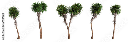 3d illustration of cordyline australis tree isolated on transparent background photo