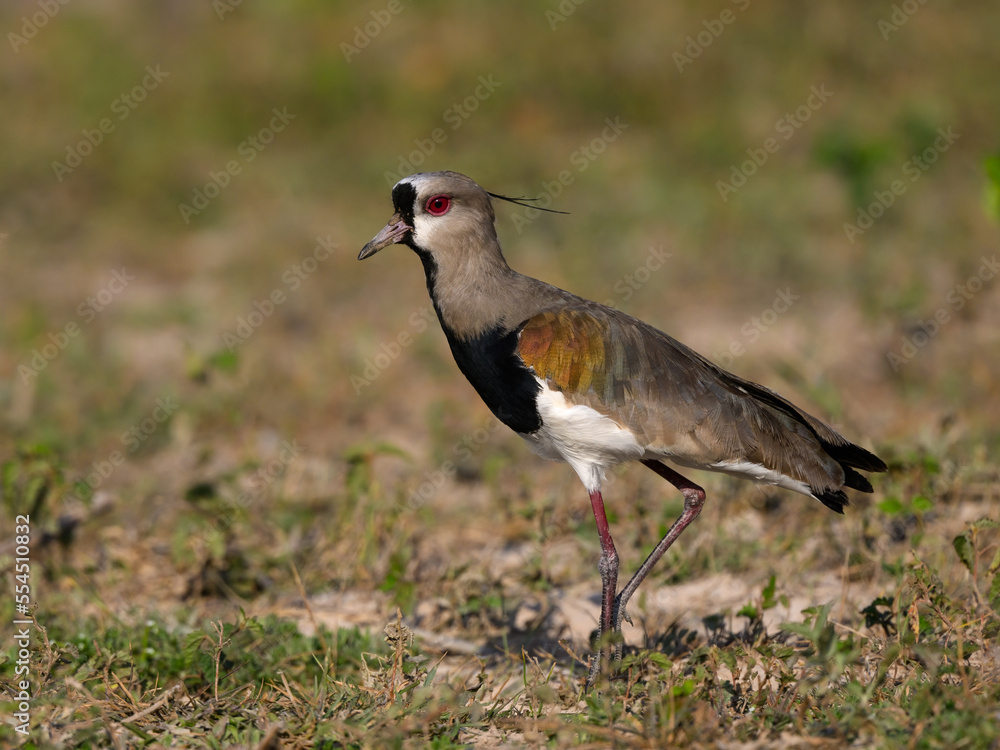 Southern Lapwing standing in the field, closeup portrait Southern Lapwing standing in the field, closeup portrait
