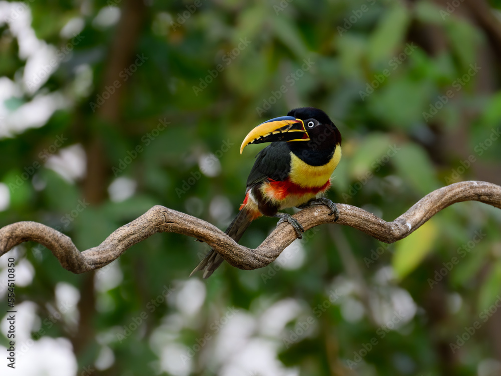 Fototapeta premium Chestnut-eared Aracari closeup portrait on green background in Pantanal, Brazil