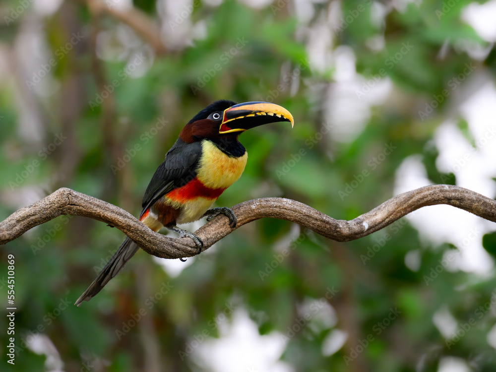 Chestnut-eared Aracari c;oseup portrait on green background in Pantanal, Brazil Chestnut-eared Aracari c;oseup portrait on green background in Pantanal, Brazil