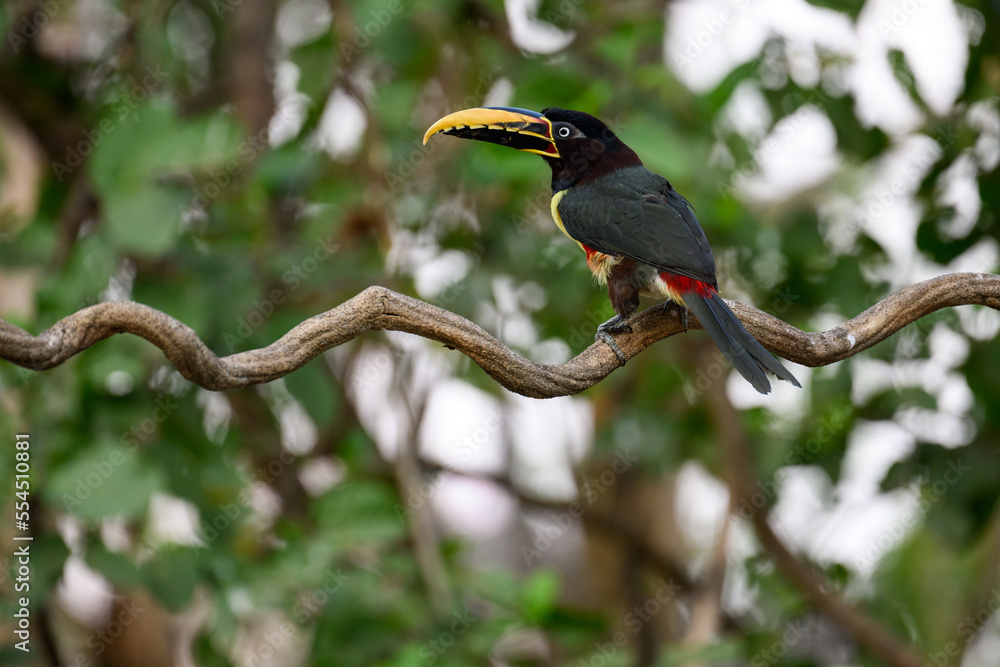 Fototapeta premium Chestnut-eared Aracari closeup portrait on green background in Pantanal, Brazil