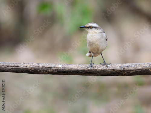 Chalk-browed Mockingbird standing on a stick in Pantanal, Brazil