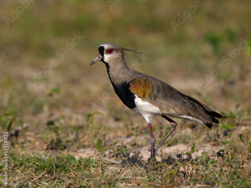 Southern Lapwing standing in the field  closeup portrait