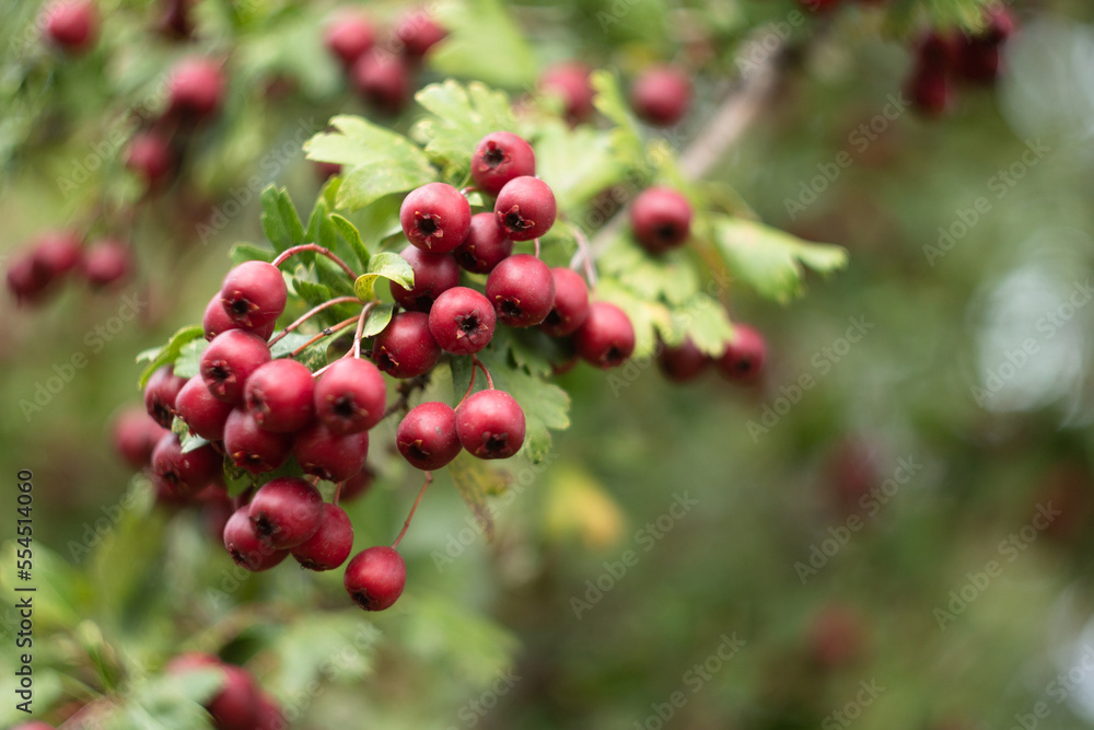 extreme close-up of a rowan berry on a tree with focus in the foreground