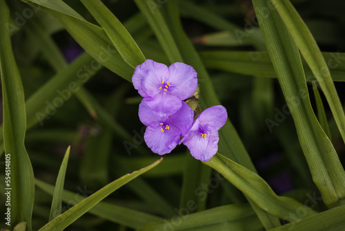 Tradescantia virginiana in the garden. Shallow depth of field  DOF 