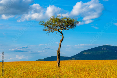 Obraz na plátně Acacia tress in the Masai Mara, Kenya