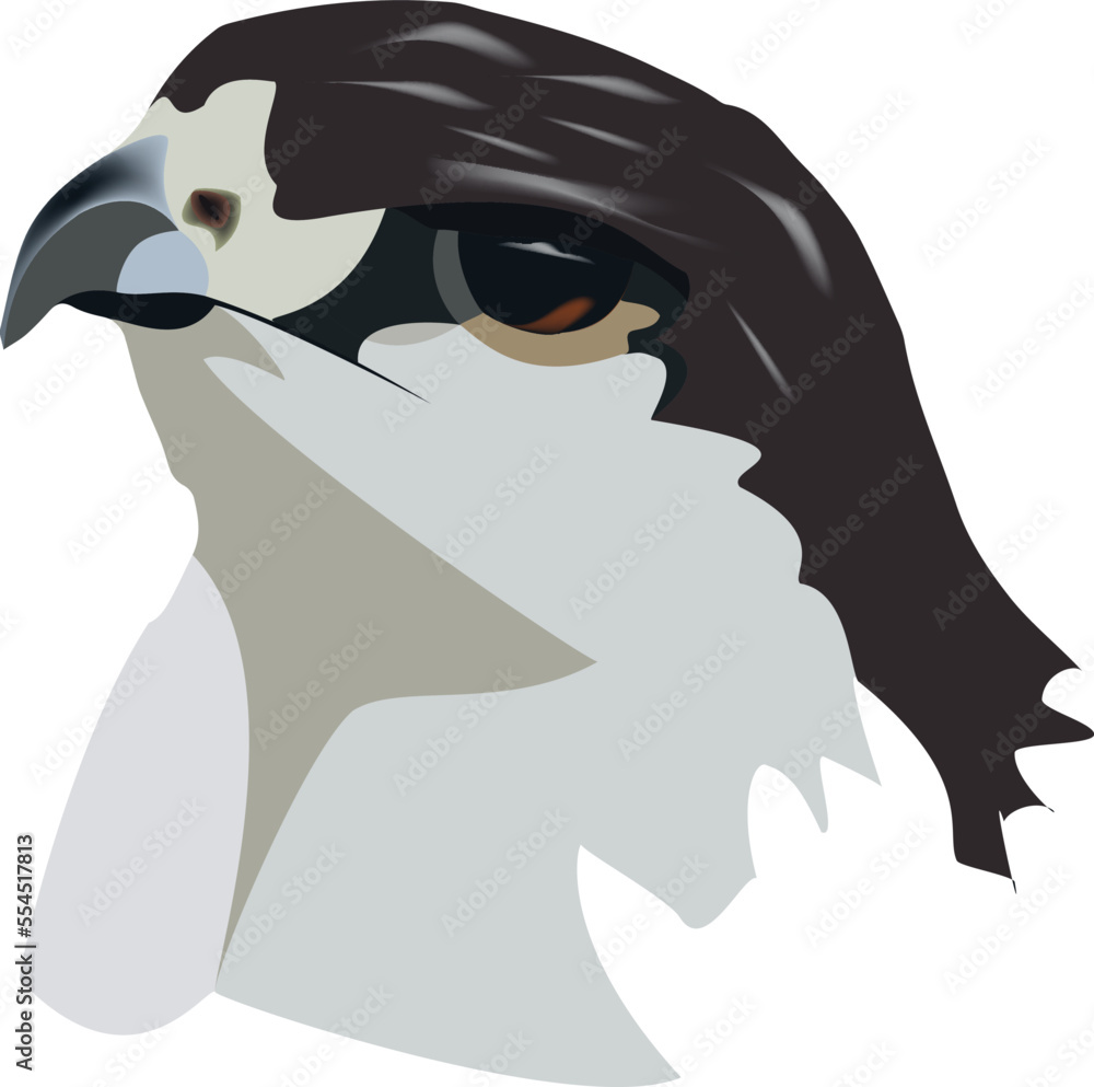 Fototapeta premium Close-up face of falcon bird of prey-