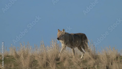 Eurasian wolf or Canis lupus lupus walks in steppe. 4K 120 fps slow motion
