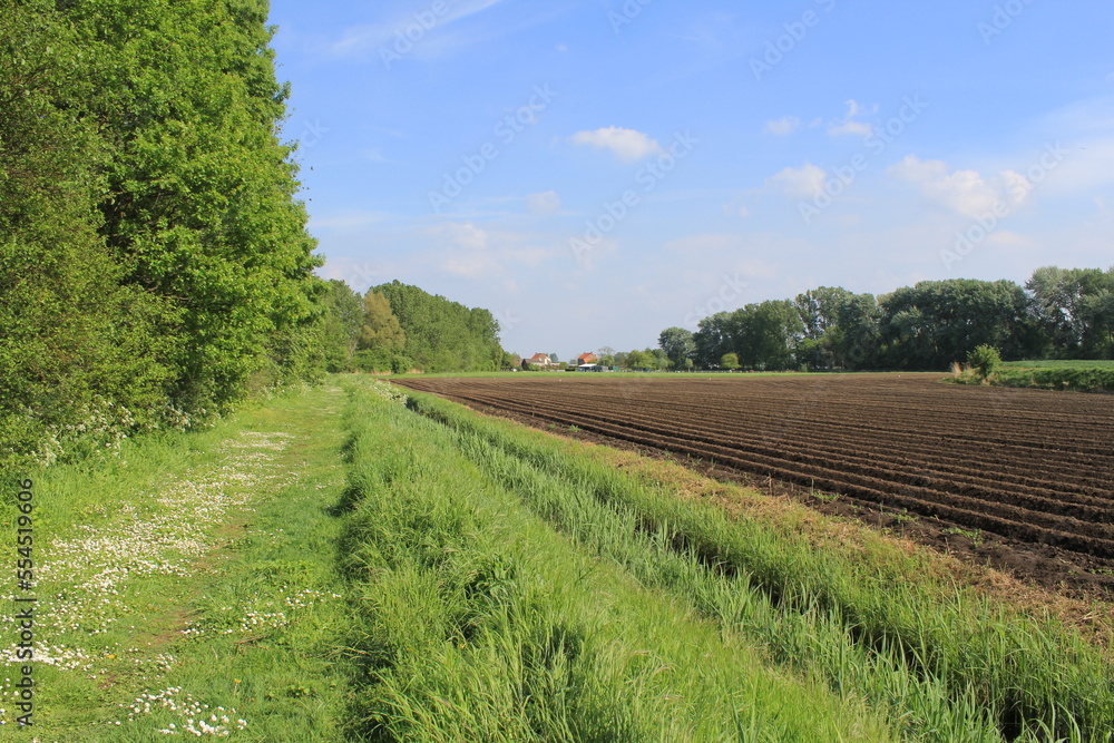 a rural landscape with a green path with daisies at the edge of a forest and worked land with potato beds at the other side in springtime a rural landscape with a green path with daisies at the edge of a forest and worked land with potato beds at the other side in springtime