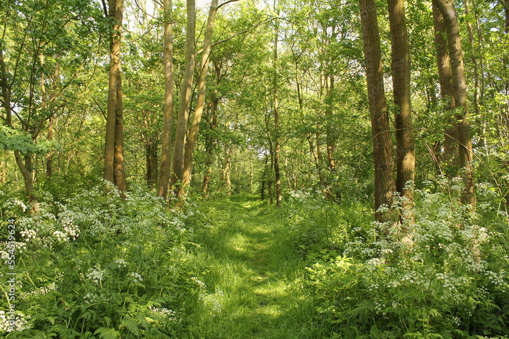 a beautiful green forest in springtime with lots of cow parsely and a small path between the trees a beautiful green forest in springtime with lots of cow parsely and a small path between the trees