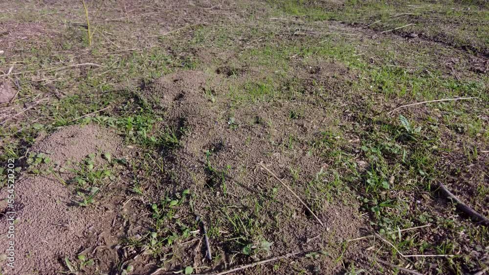 Black Ant colony carrying goods to their anthill Black Ant colony carrying goods to their anthill