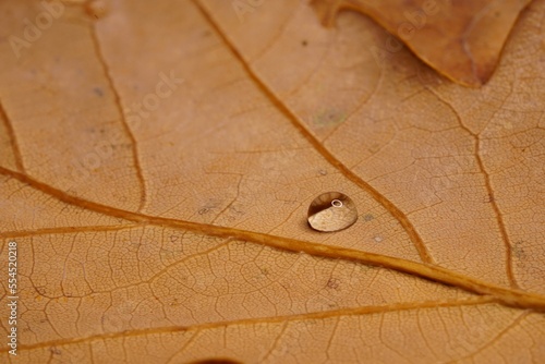 closeup of brown autumn leaf with water drop