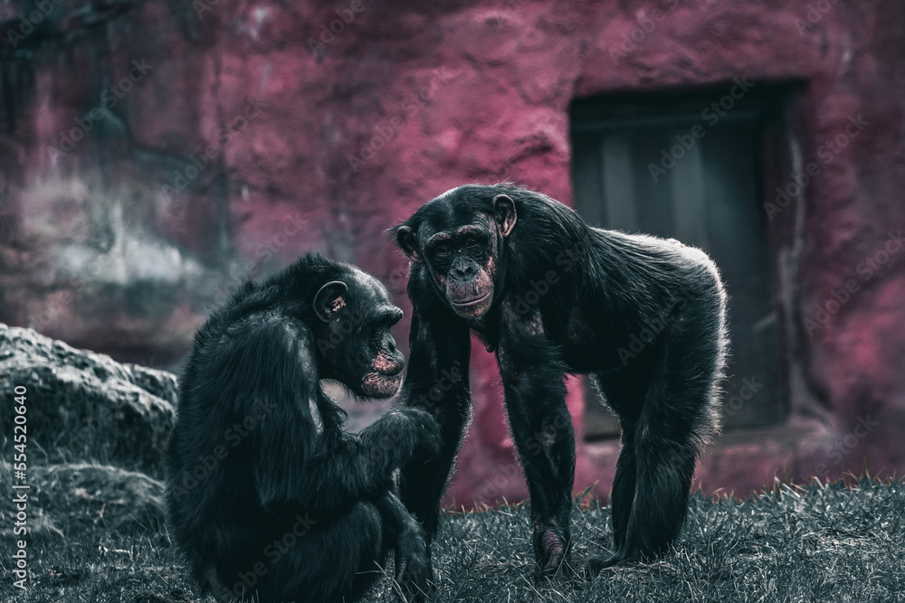 Die zwei Affen die auf einander aufpassen