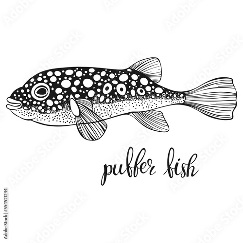 Fugu fish. Takifugu rubripes. Vector illustration isolated on white background. Hand drawn. Concept for logo, menu, cards print, invitation. photo