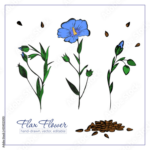 Hand-drawn coloured flax flower, flaxseeds for articles, botanic books, medicine books, decoration.