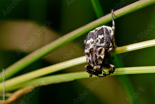 Stolperkäfer // scarab beetle (Valgus hemipterus) photo