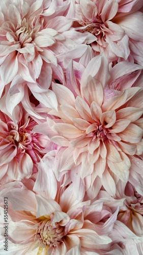 viele große hellrosa Dahlien Blüten liegen nebeneinander bildfüllend © Doris Gräf